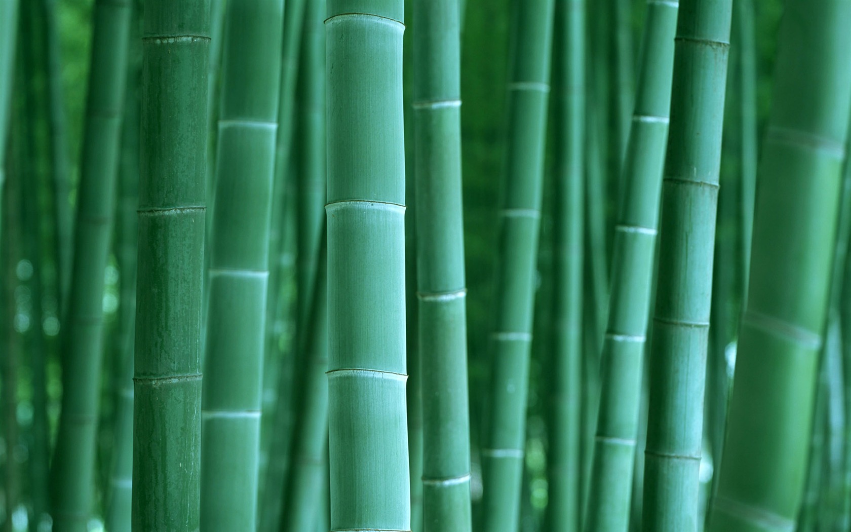 绿色竹林 壁纸专辑2 - 1680x1050