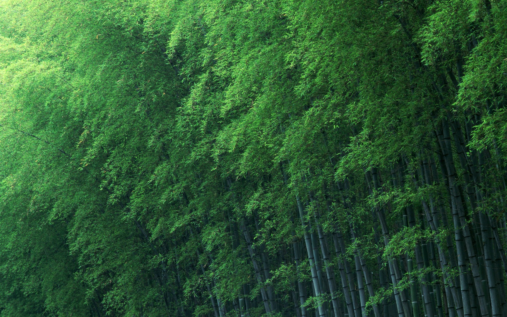 绿色竹林 壁纸专辑12 - 1680x1050