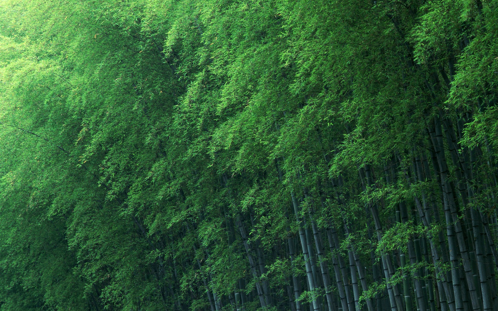Zelené bambusové tapety alba #12 - 1680x1050