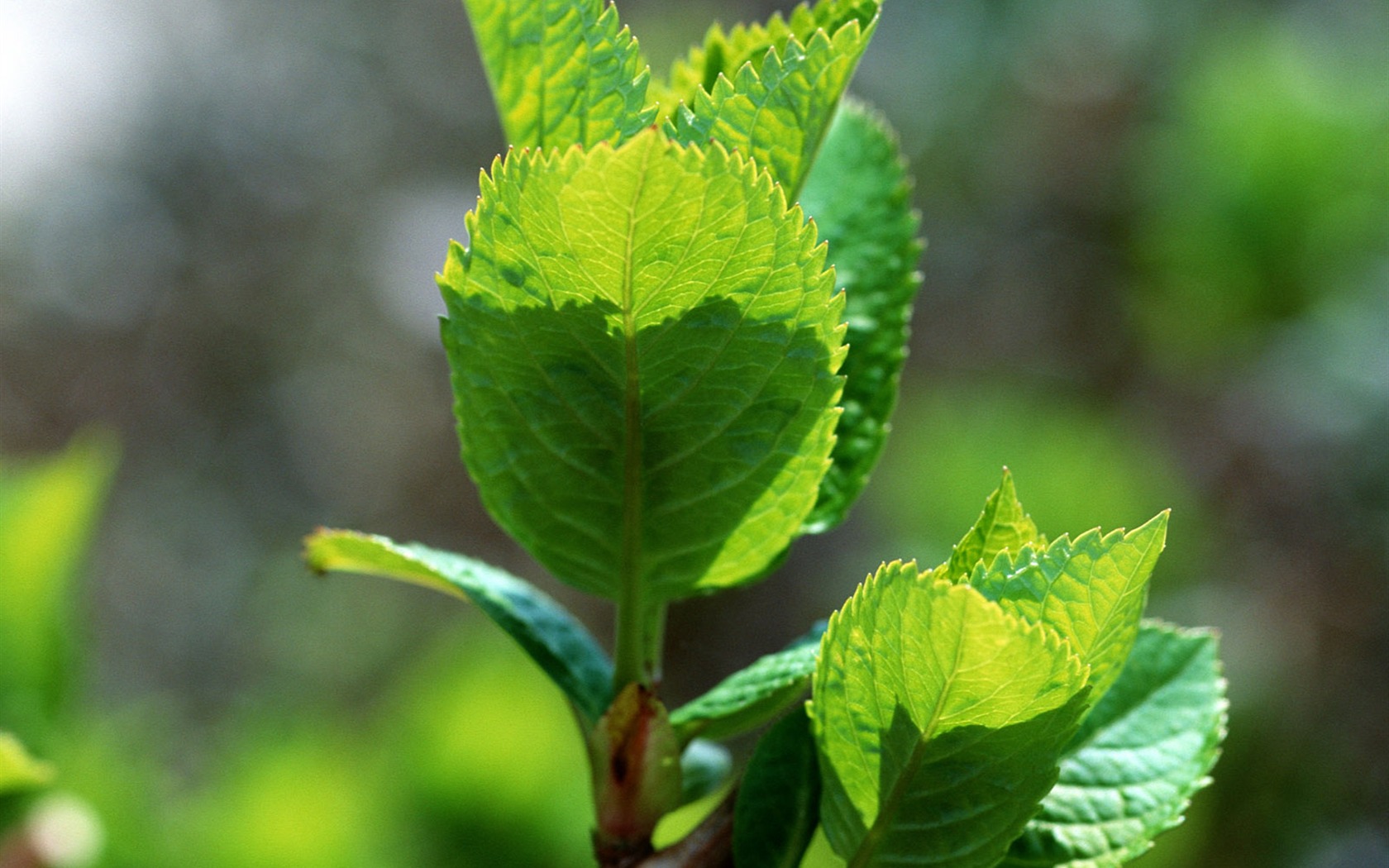 Green leaf photo wallpaper (1) #18 - 1680x1050