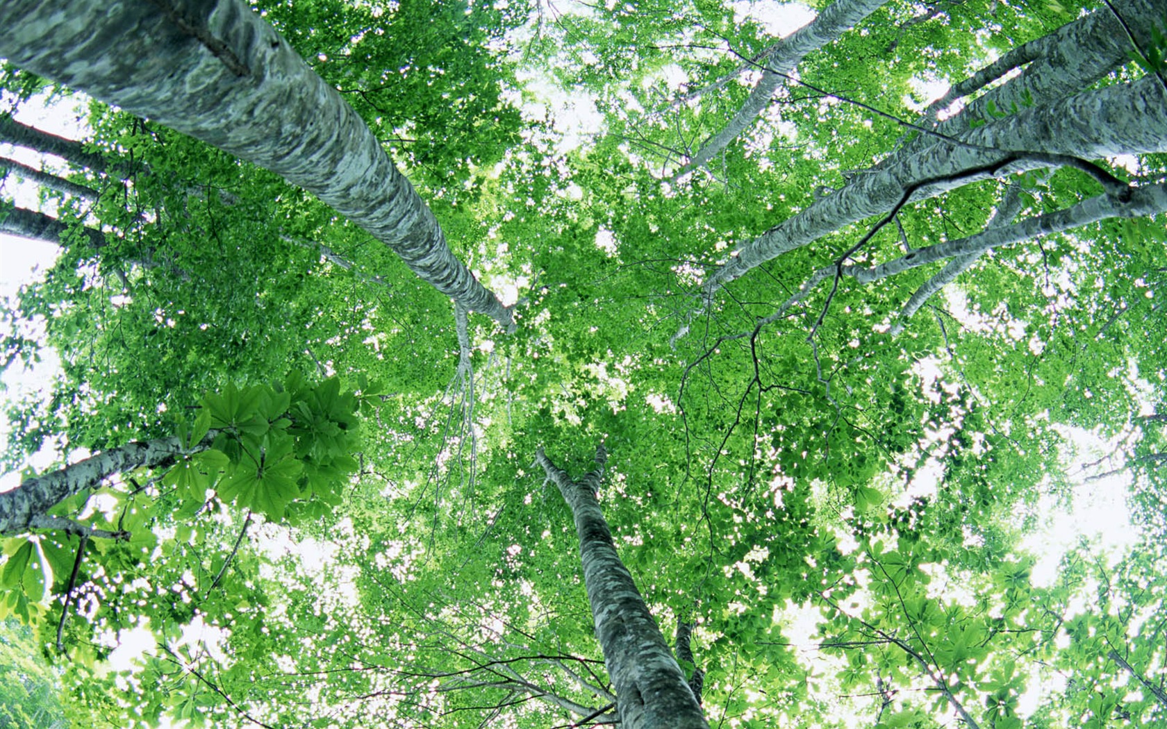 Green leaf photo wallpaper (2) #2 - 1680x1050
