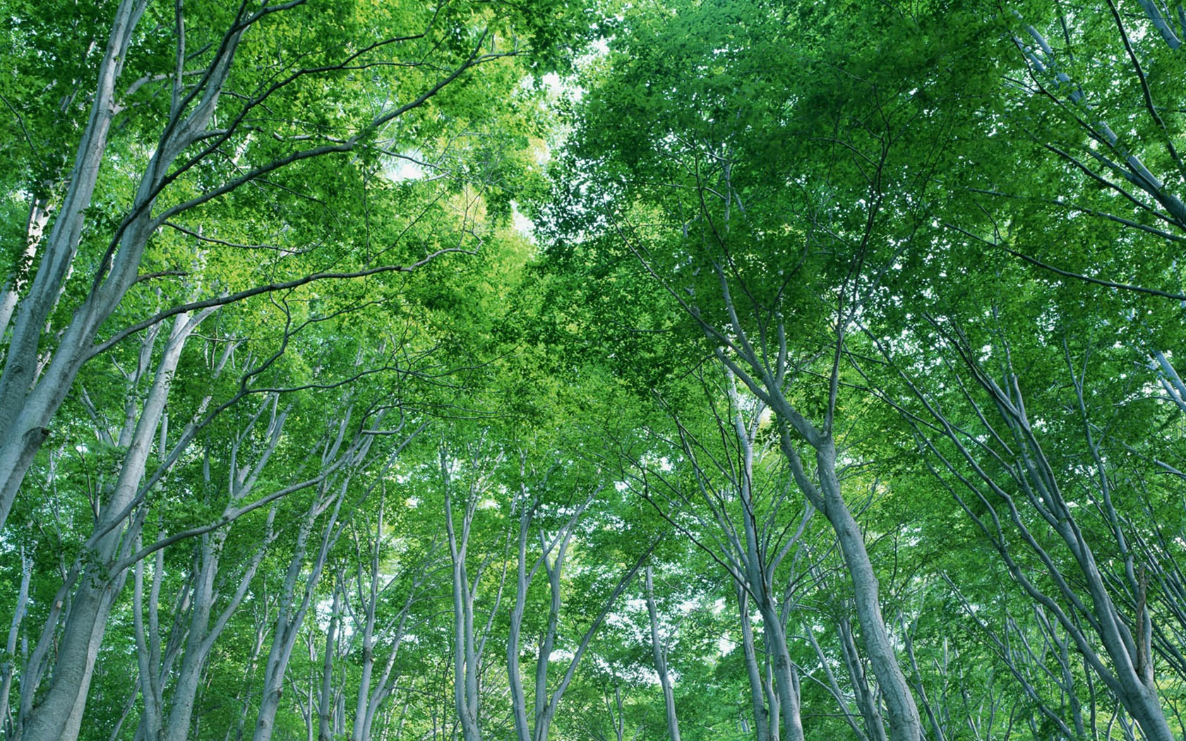 녹색 잎 사진 벽지 (2) #11 - 1680x1050