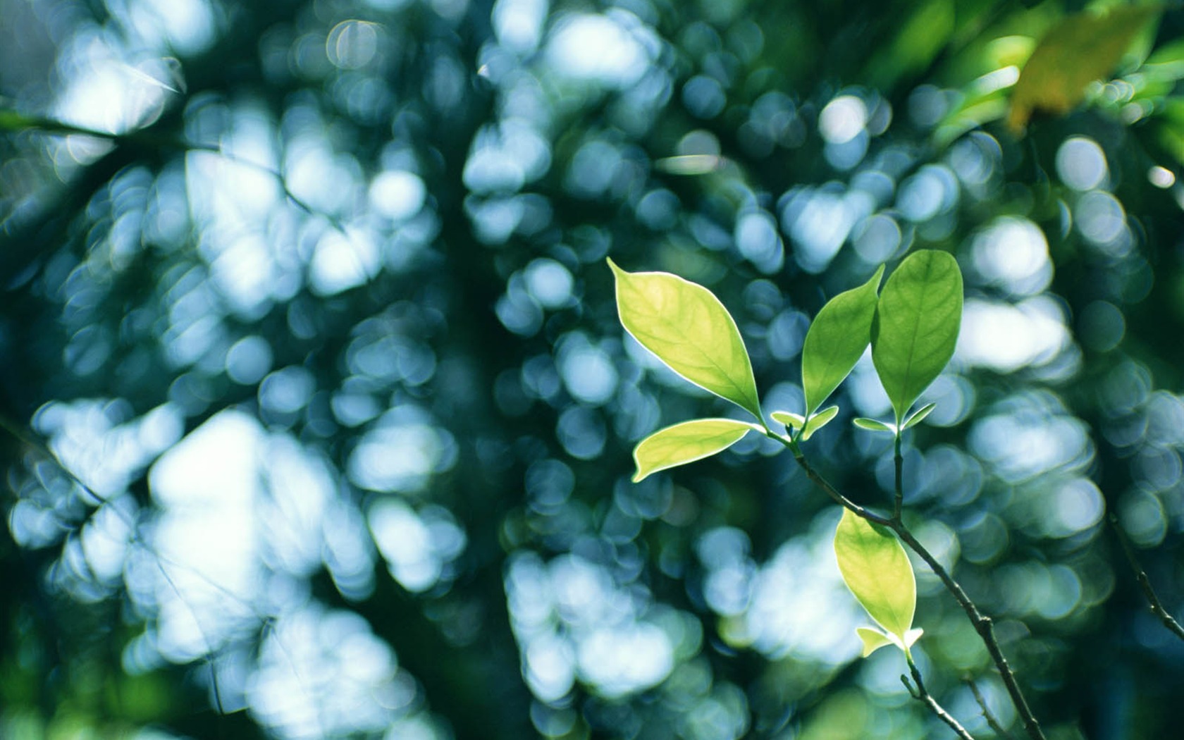Green leaf photo wallpaper (3) #2 - 1680x1050