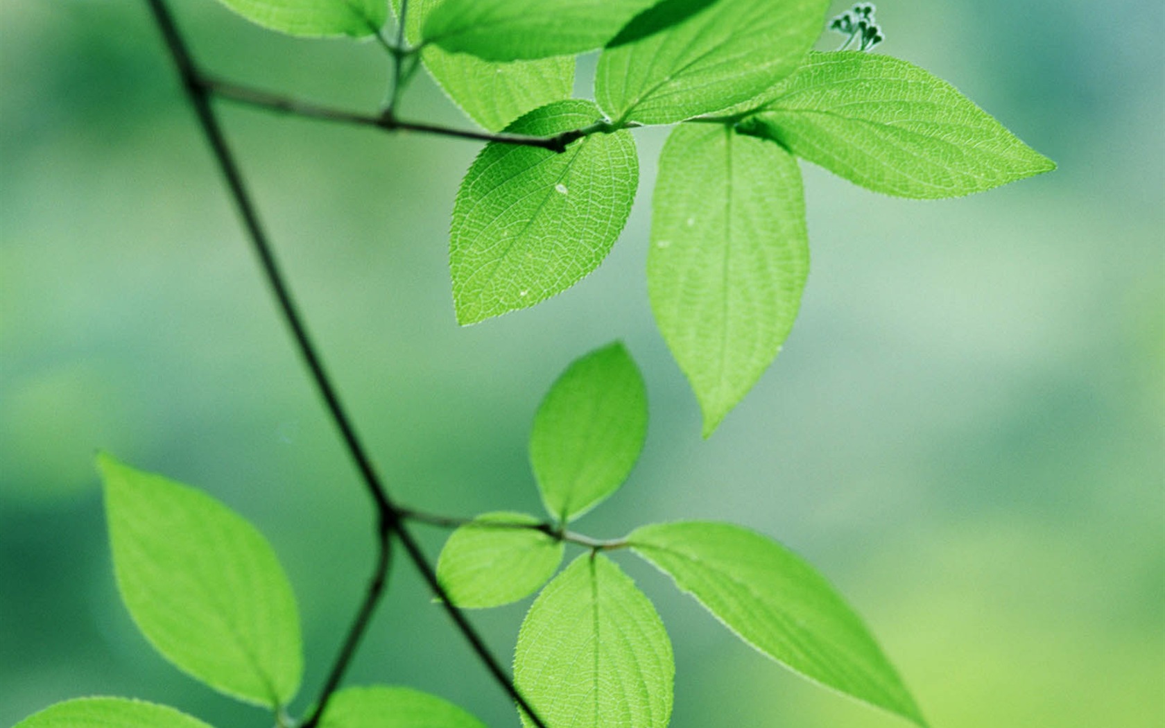 Green leaf photo wallpaper (3) #6 - 1680x1050