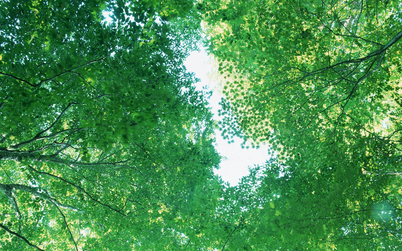 Green leaf photo wallpaper (3) #11 - 1680x1050