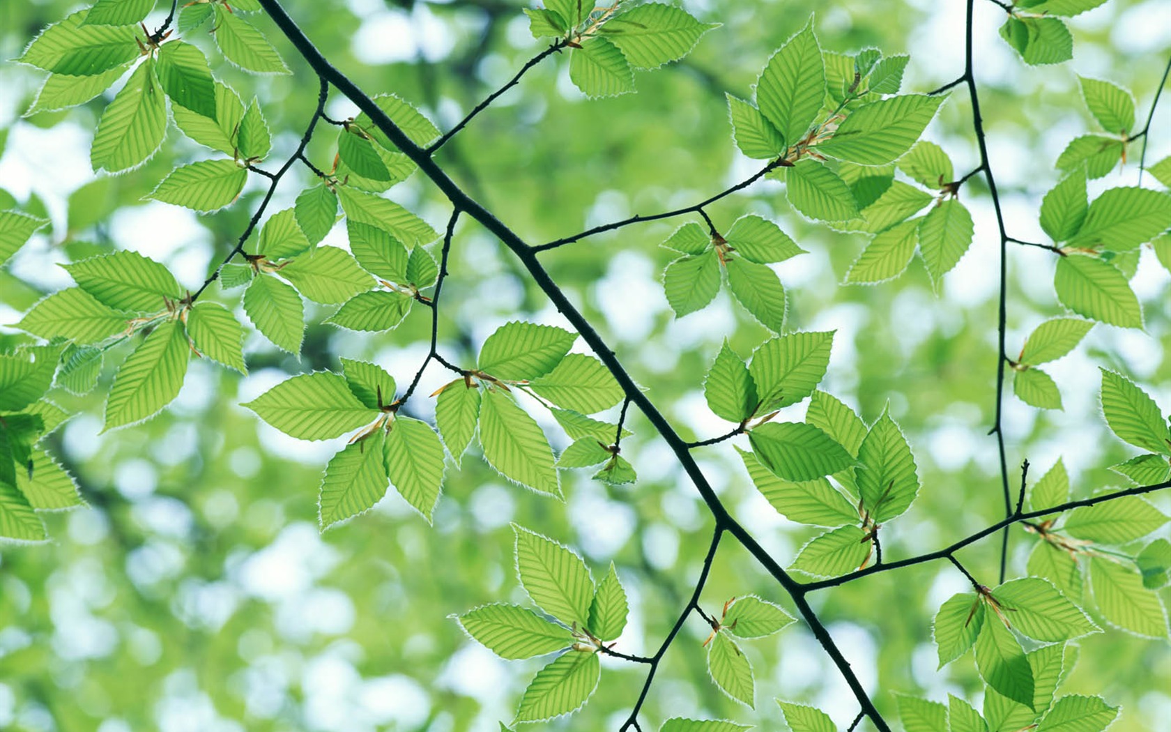 Green leaf photo wallpaper (3) #20 - 1680x1050