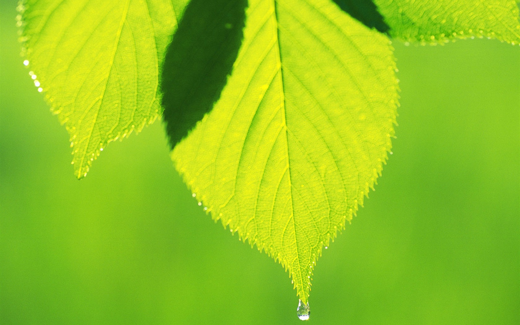 Green leaf photo wallpaper (5) #1 - 1680x1050