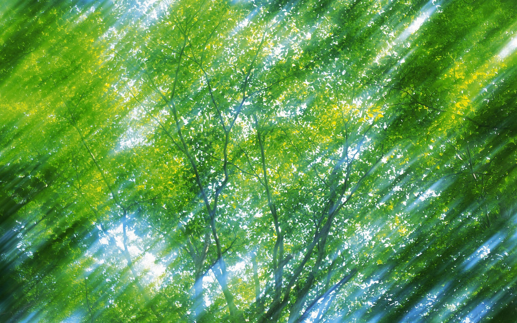 綠葉寫真 壁紙(五) #5 - 1680x1050