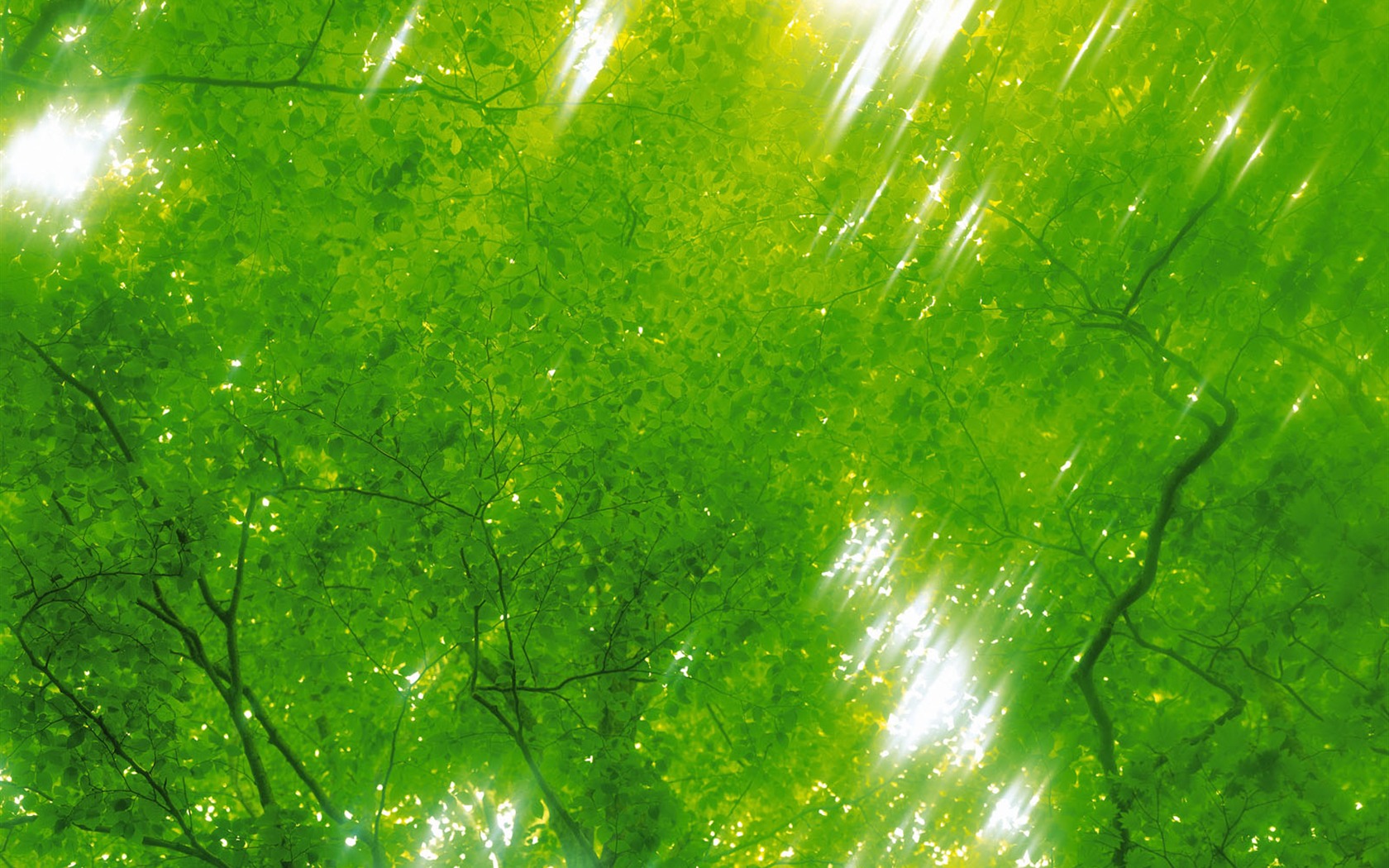 Zelená listová foto tapetu (5) #6 - 1680x1050