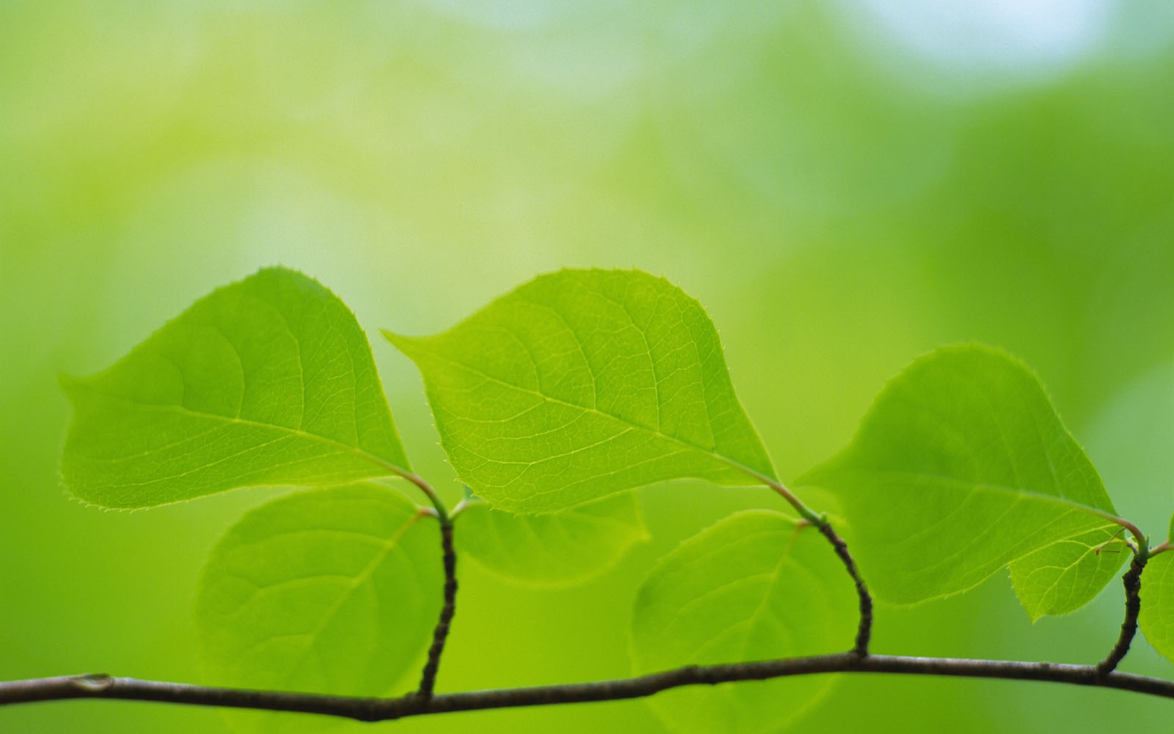 Green leaf photo wallpaper (5) #13 - 1680x1050