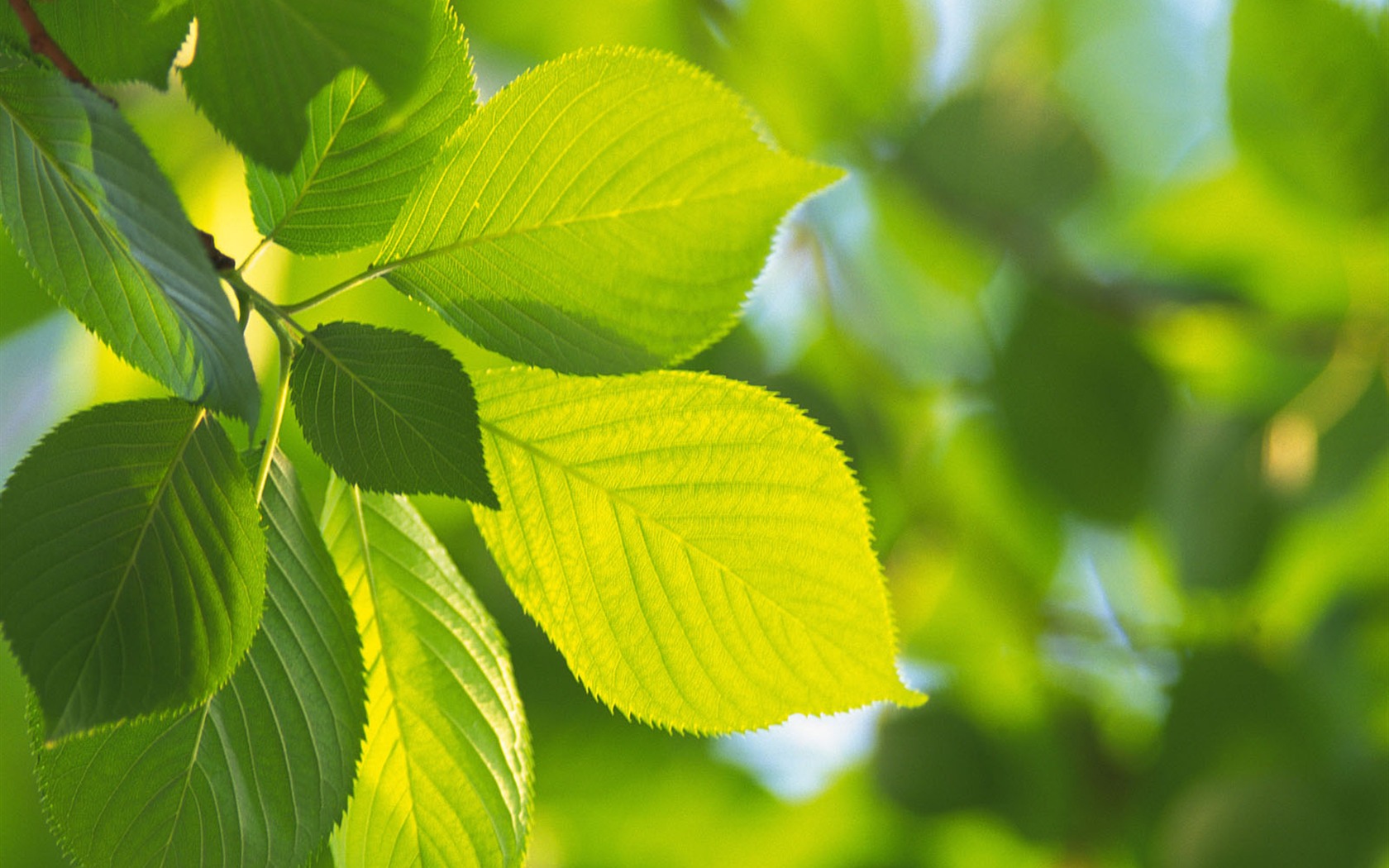 Green leaf photo wallpaper (5) #16 - 1680x1050