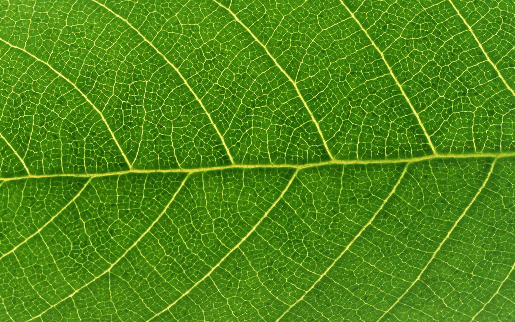 Green leaf photo wallpaper (6) #4 - 1680x1050
