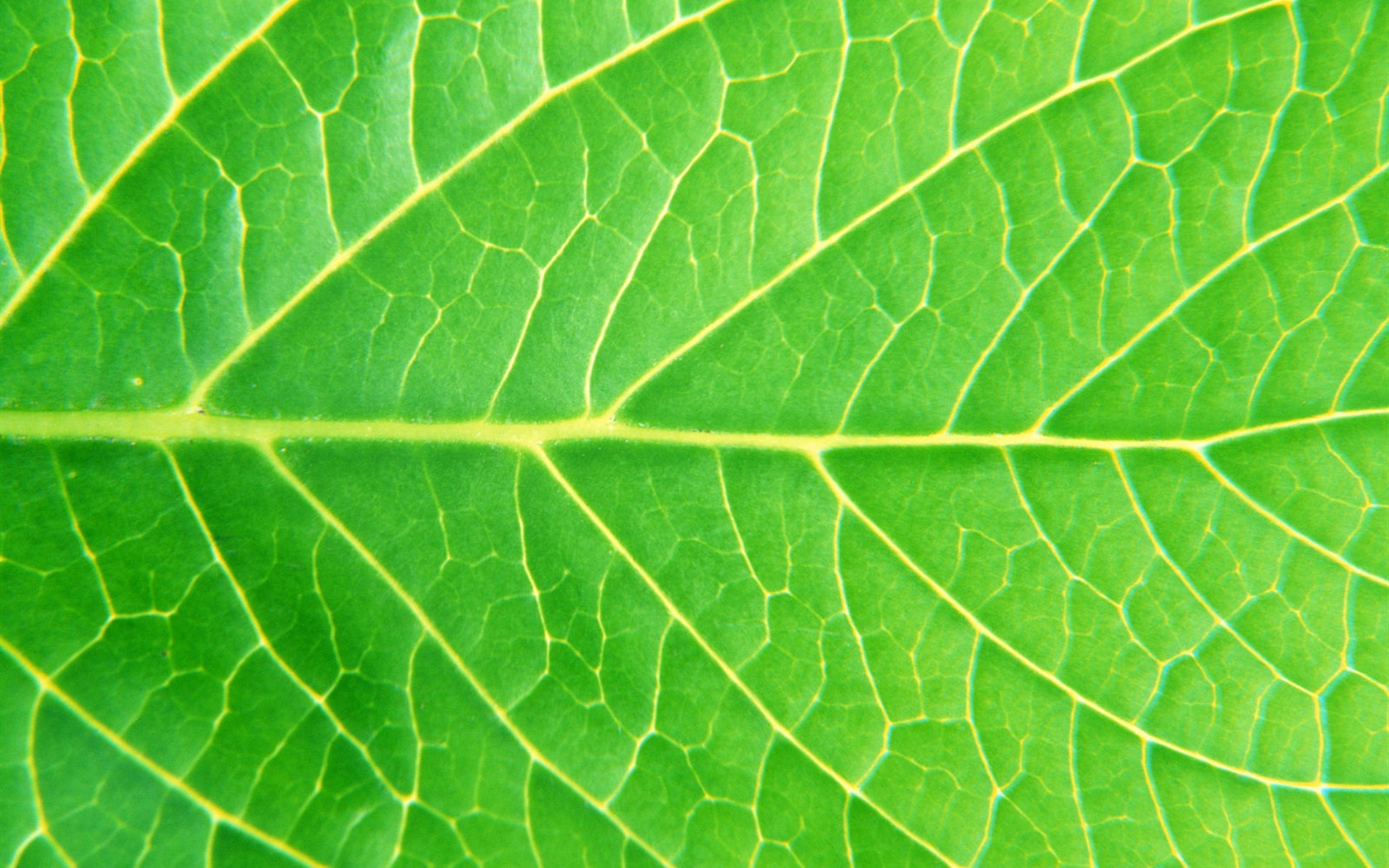 Green leaf photo wallpaper (6) #5 - 1680x1050