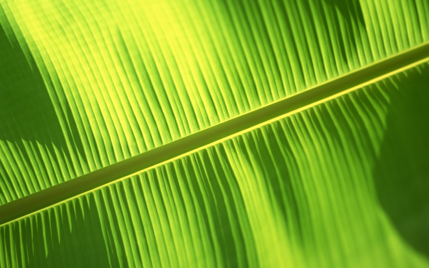 Green leaf photo wallpaper (6) #8 - 1680x1050