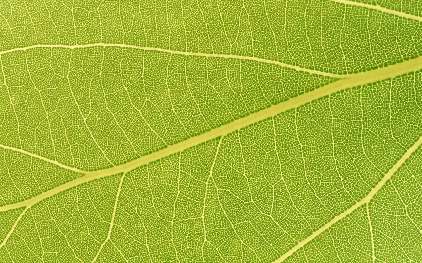 Green leaf photo wallpaper (6) #9 - 1680x1050