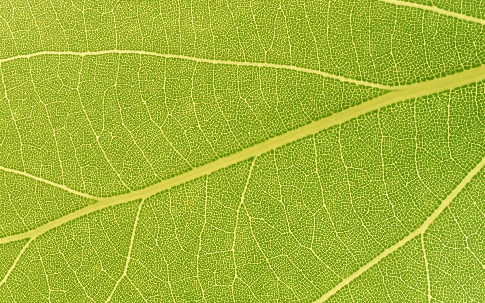 Fondos de escritorio de hoja verde de fotos (6) #9 - 1680x1050