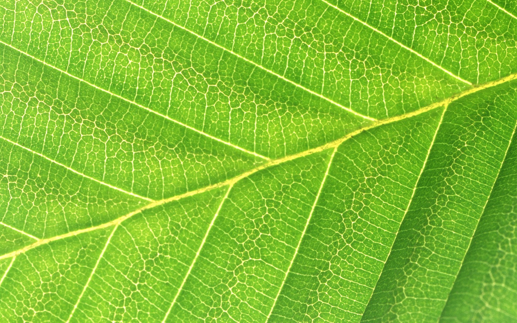 Green leaf photo wallpaper (6) #11 - 1680x1050