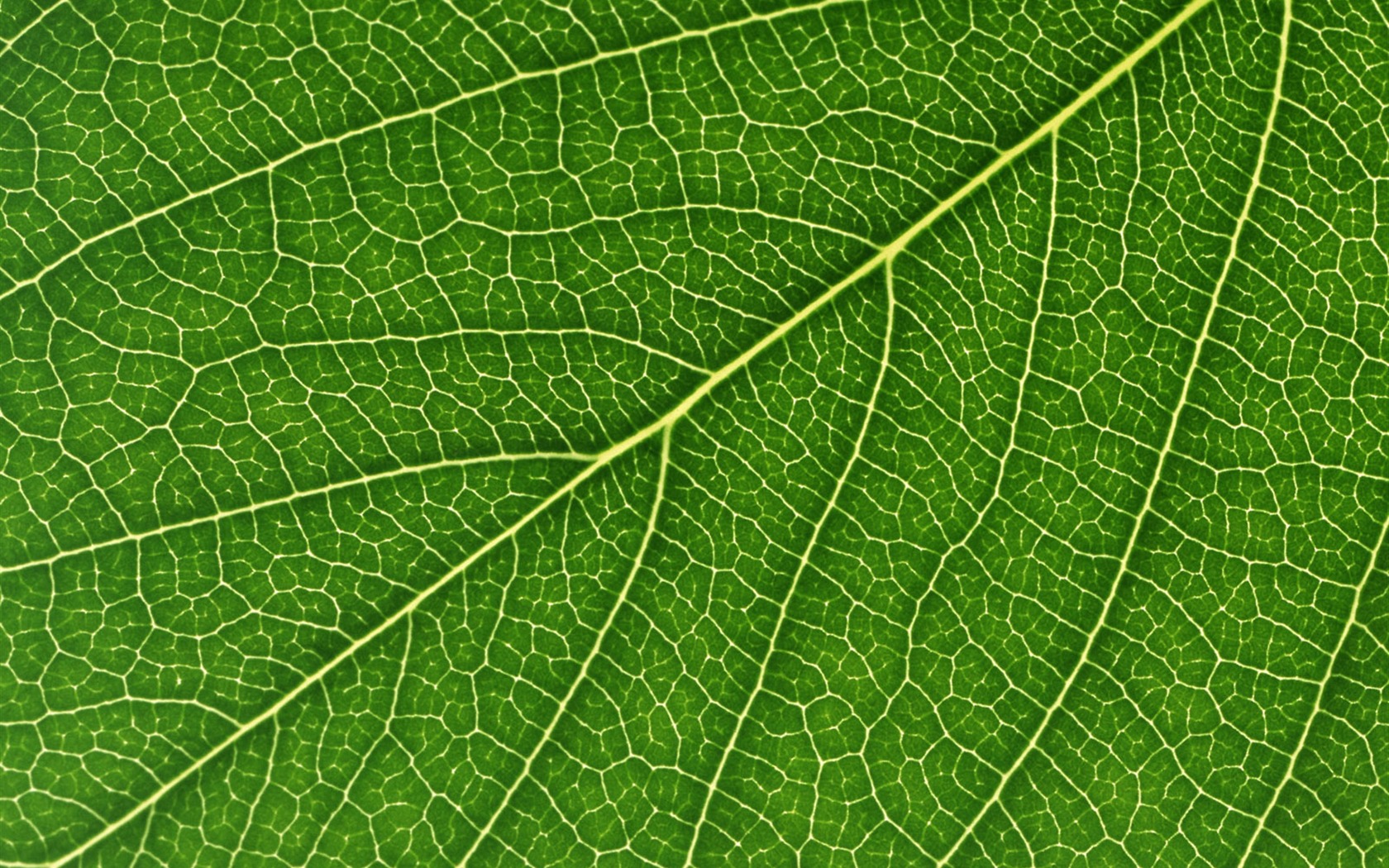 Green leaf photo wallpaper (6) #12 - 1680x1050