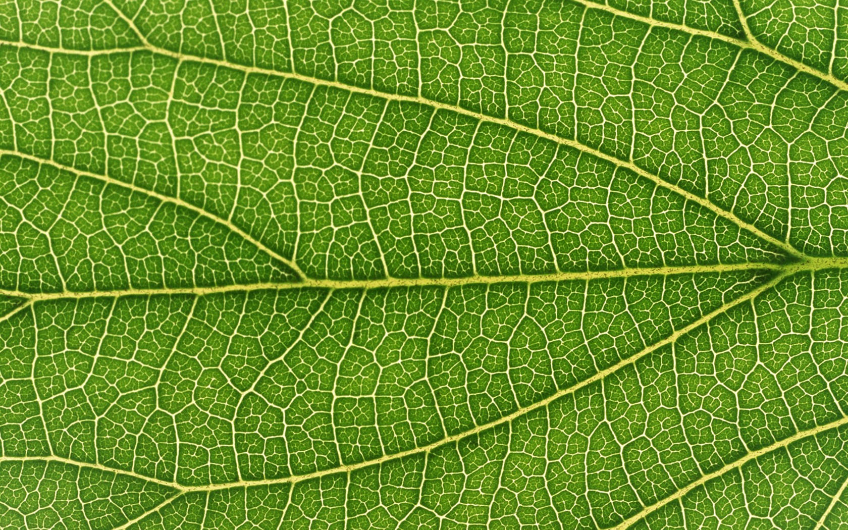 Green leaf photo wallpaper (6) #13 - 1680x1050