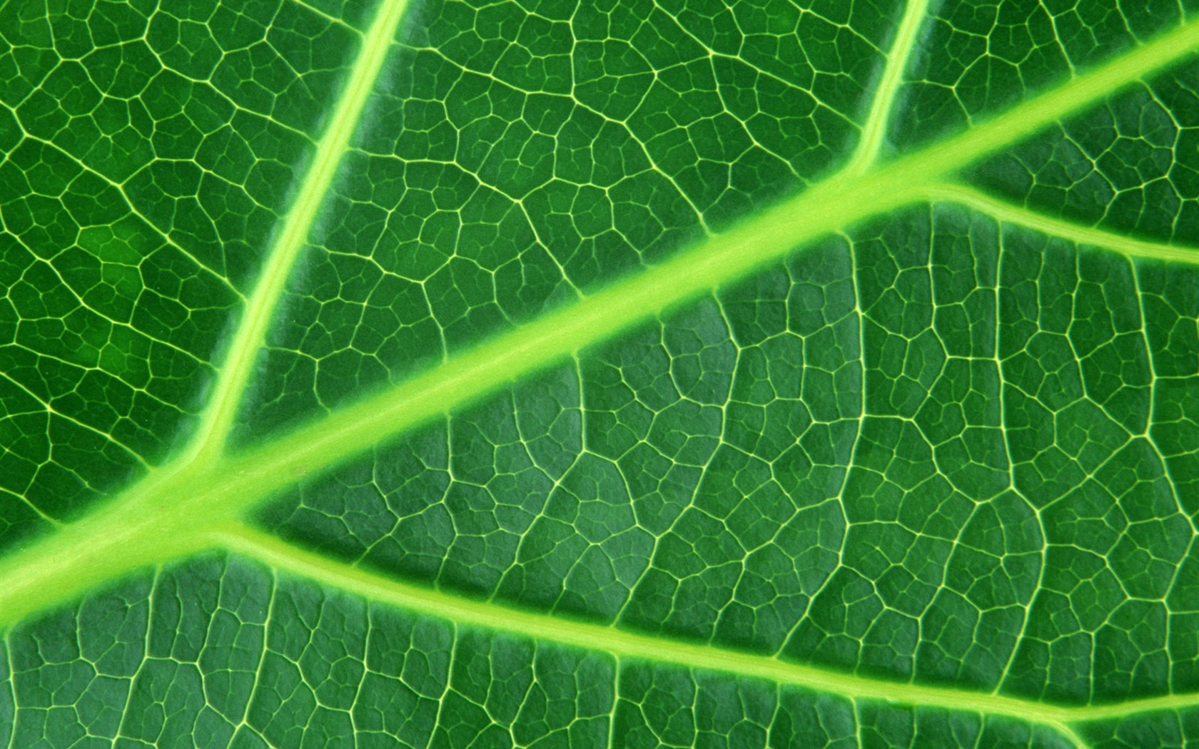 Green leaf photo wallpaper (6) #15 - 1680x1050
