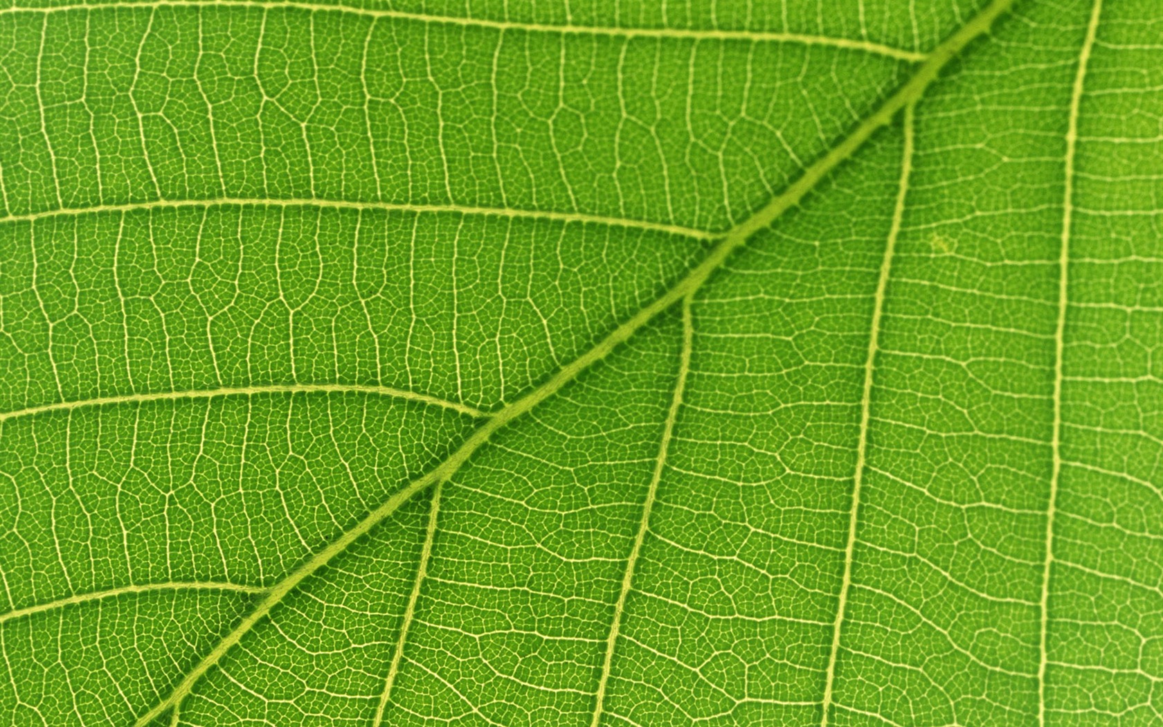 Green leaf photo wallpaper (6) #17 - 1680x1050