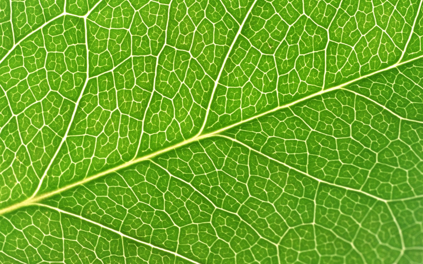 Green leaf photo wallpaper (6) #18 - 1680x1050