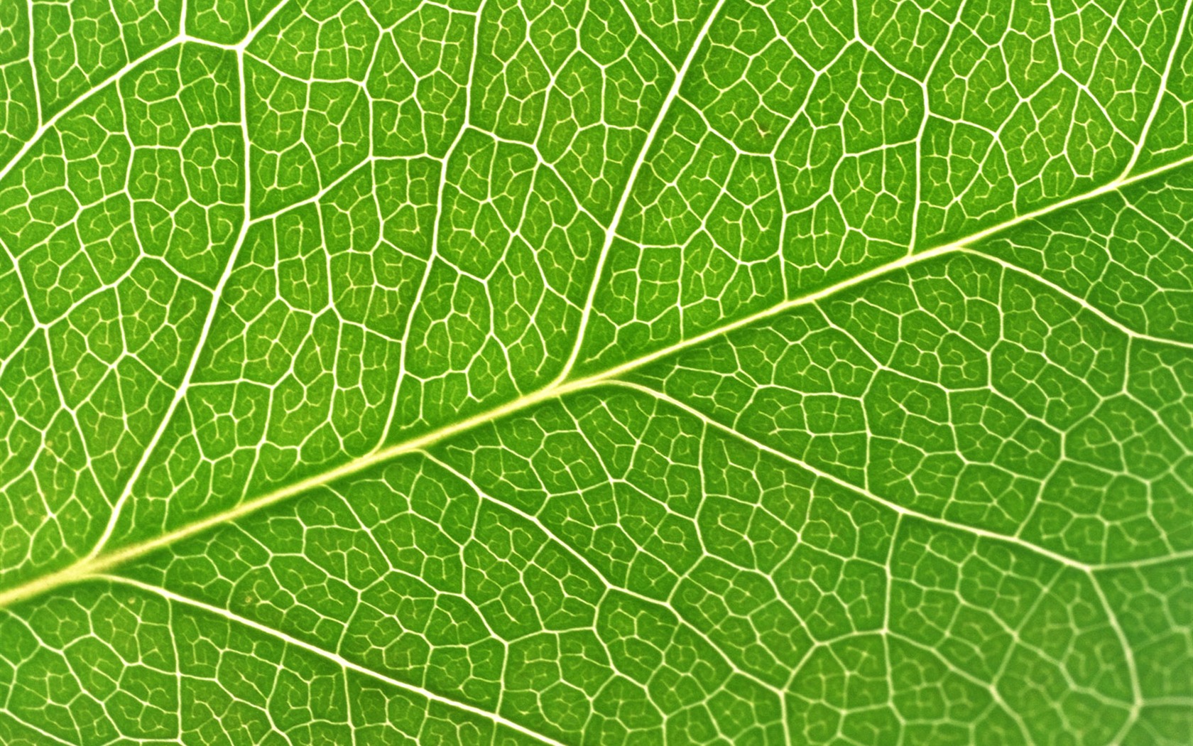 Zelená listová foto tapetu (6) #18 - 1680x1050