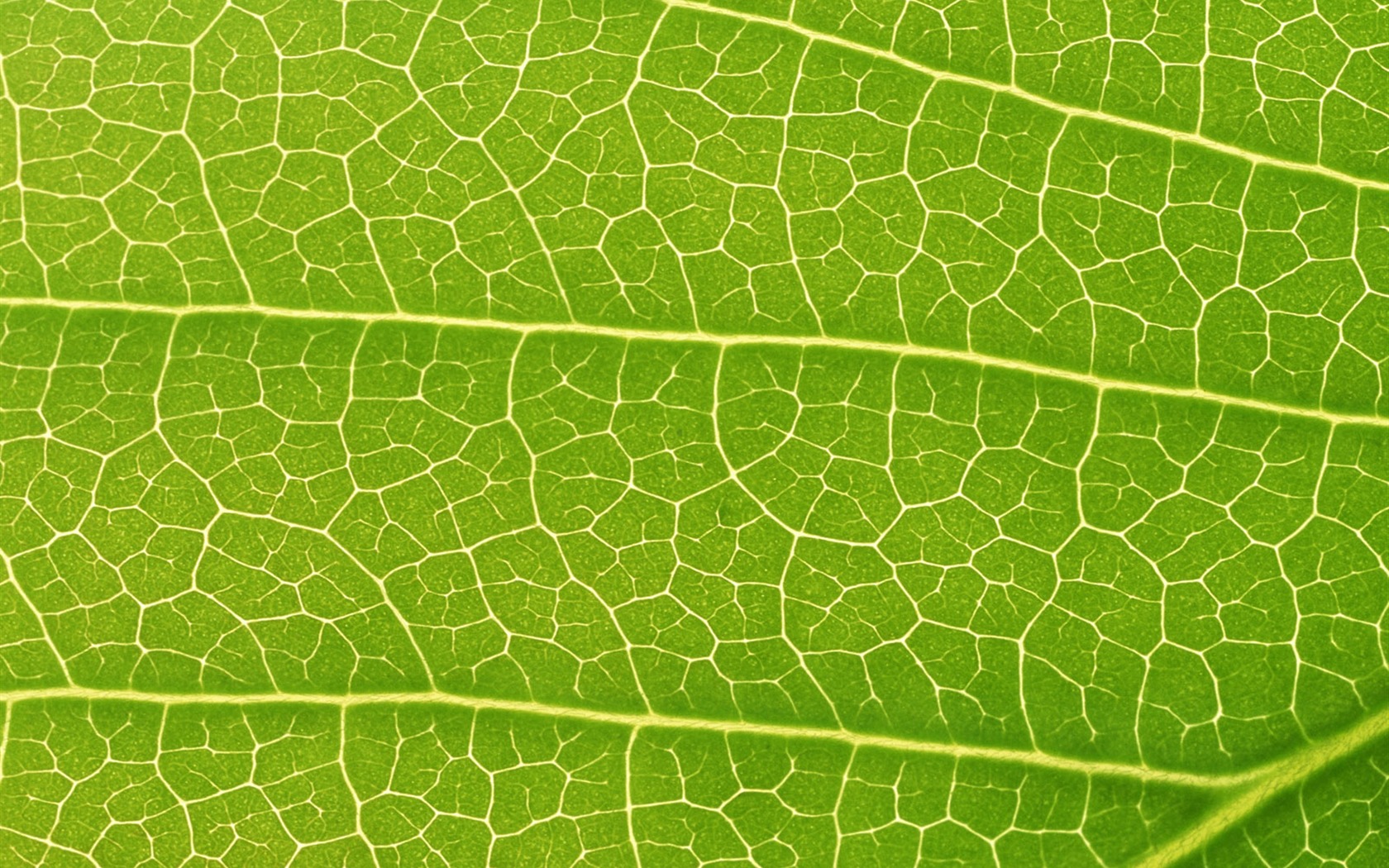 Green leaf photo wallpaper (6) #19 - 1680x1050