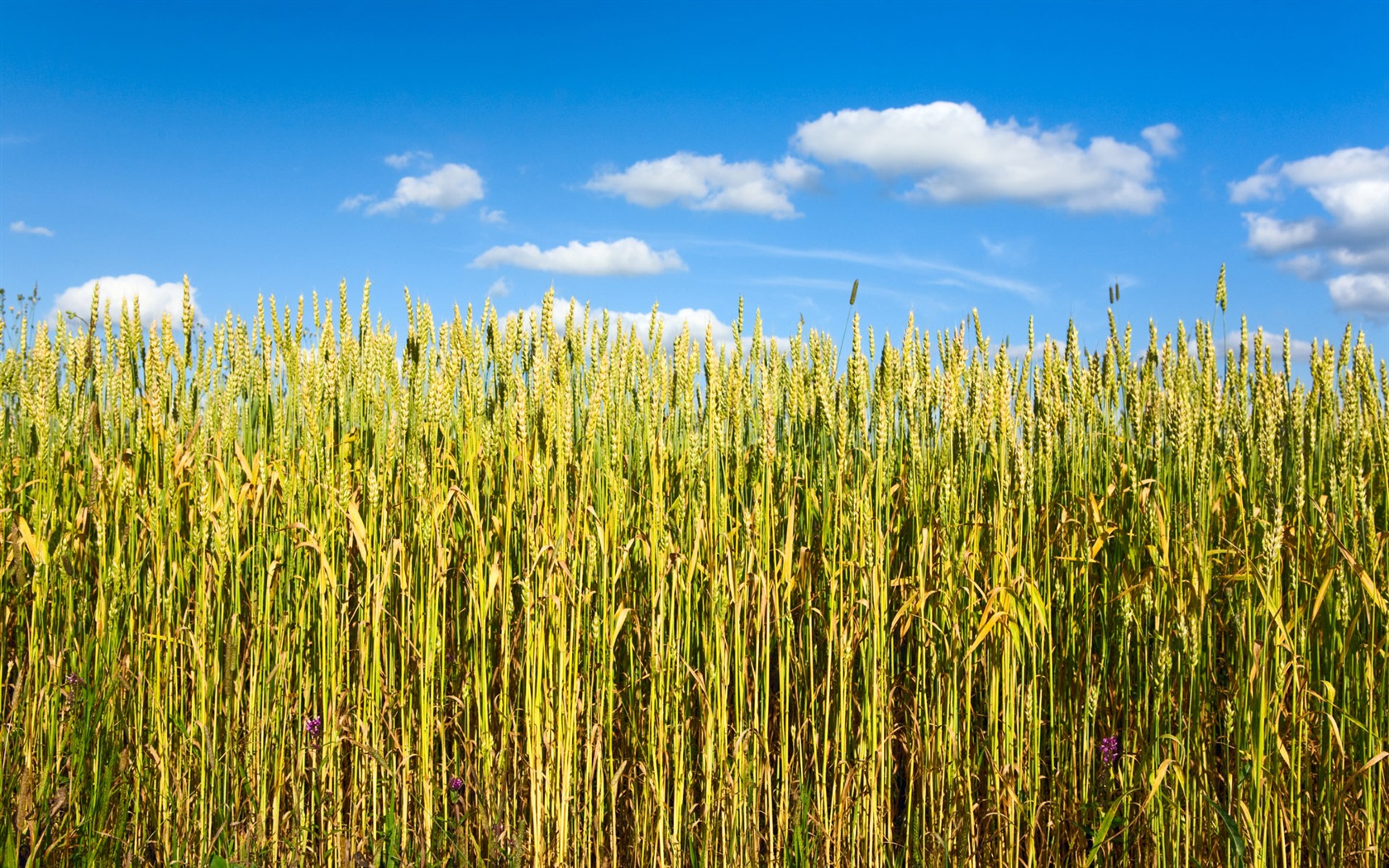 Wheat wallpaper (1) #6 - 1680x1050