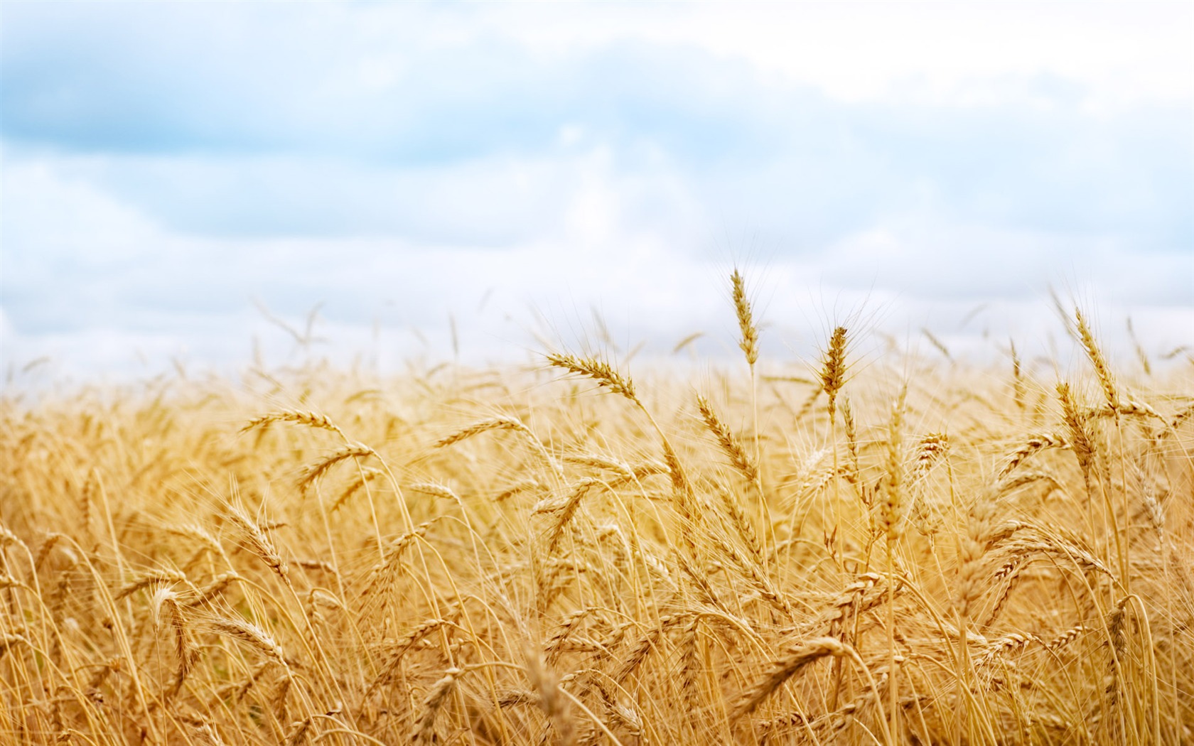 Fond d'écran du blé (1) #17 - 1680x1050