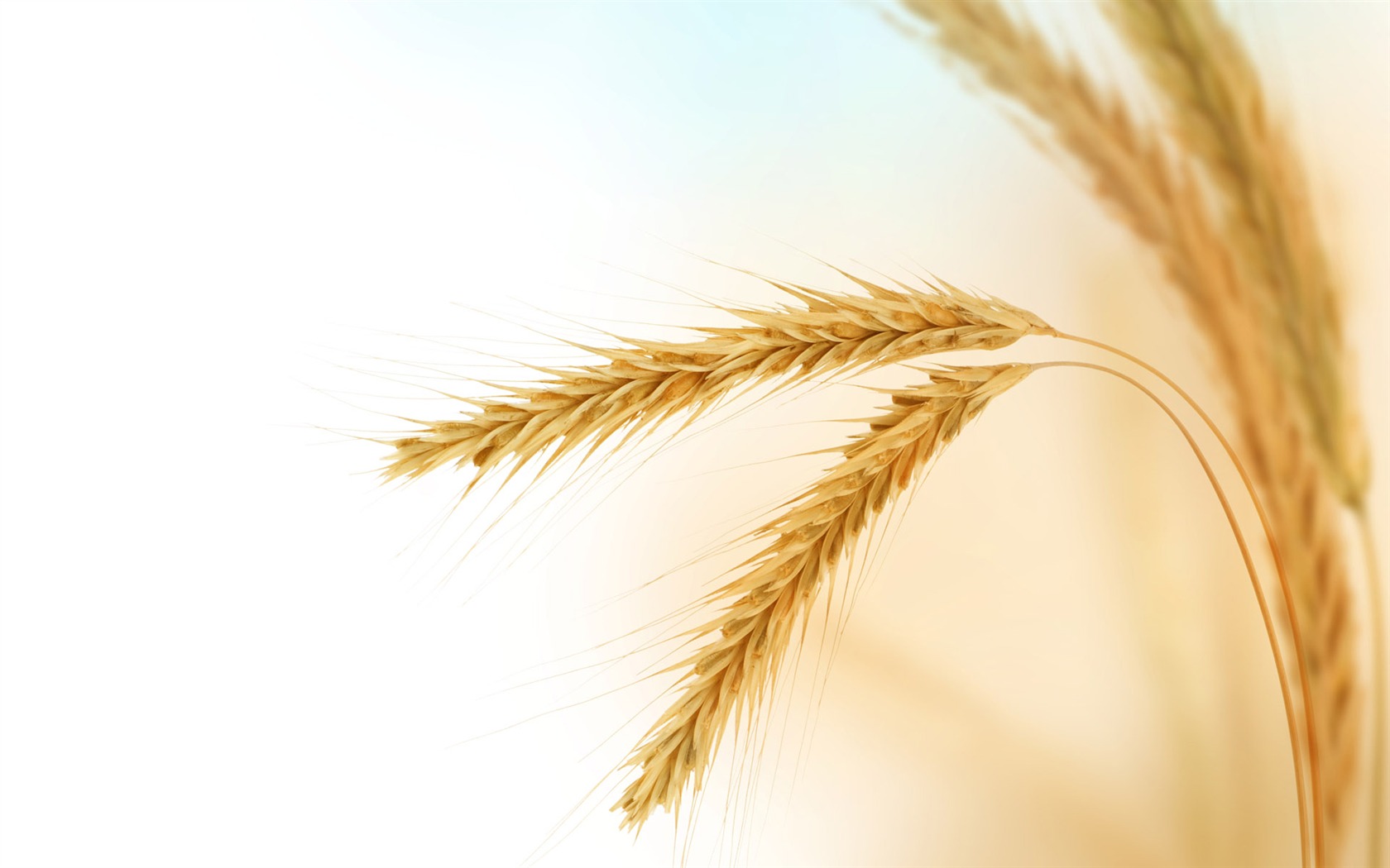 Wheat wallpaper (2) #3 - 1680x1050