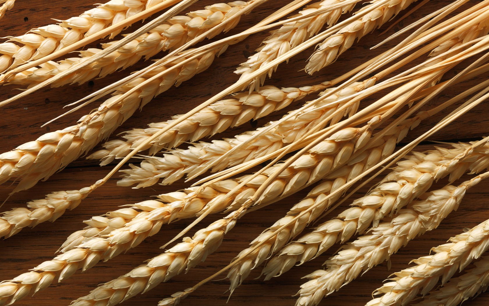 Wheat wallpaper (2) #7 - 1680x1050