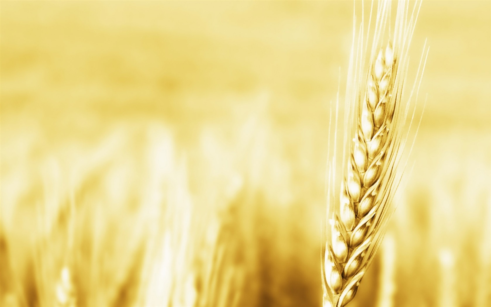 Wheat wallpaper (2) #12 - 1680x1050