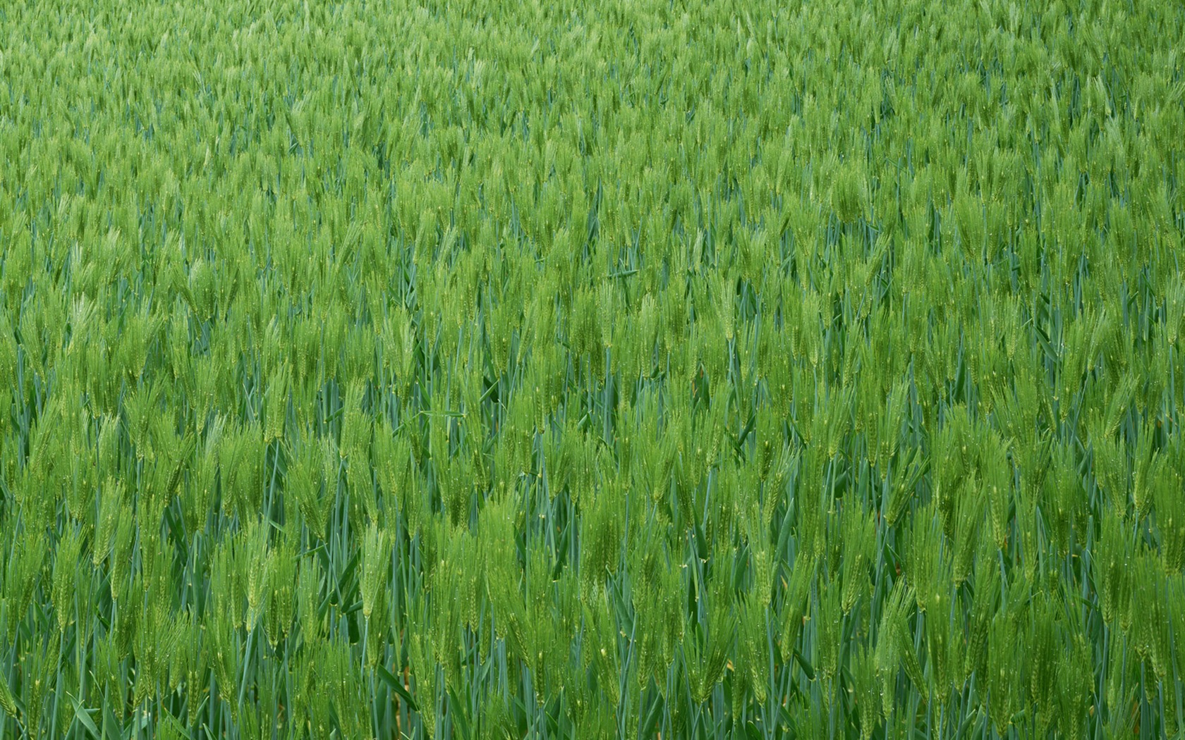 Pšeničném poli tapety (2) #7 - 1680x1050
