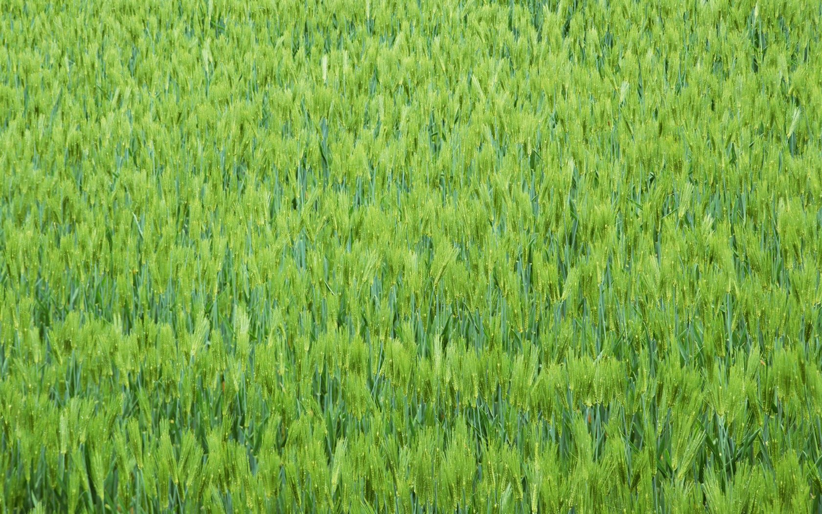 田野麥浪 壁紙(二) #8 - 1680x1050