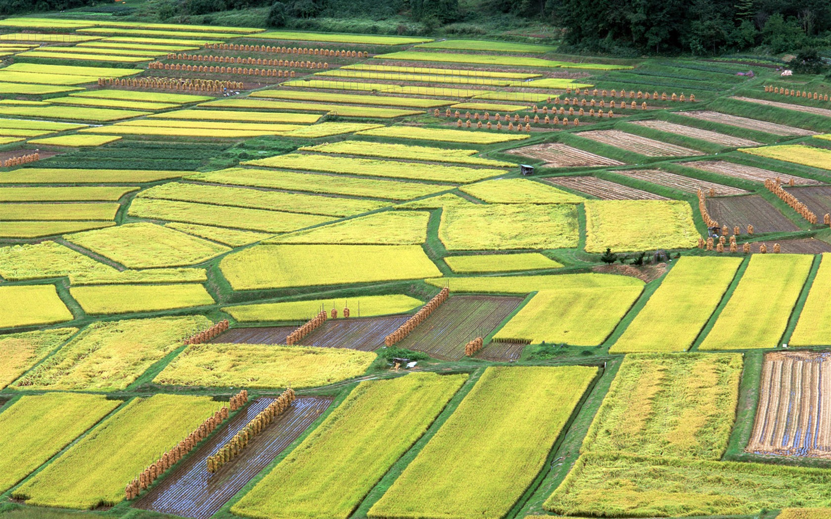 Le fond d'écran champ de blé (2) #11 - 1680x1050