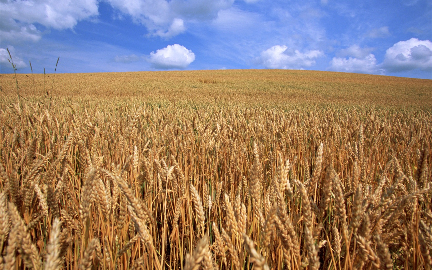 The wheat field wallpaper (21) #18 - 1680x1050
