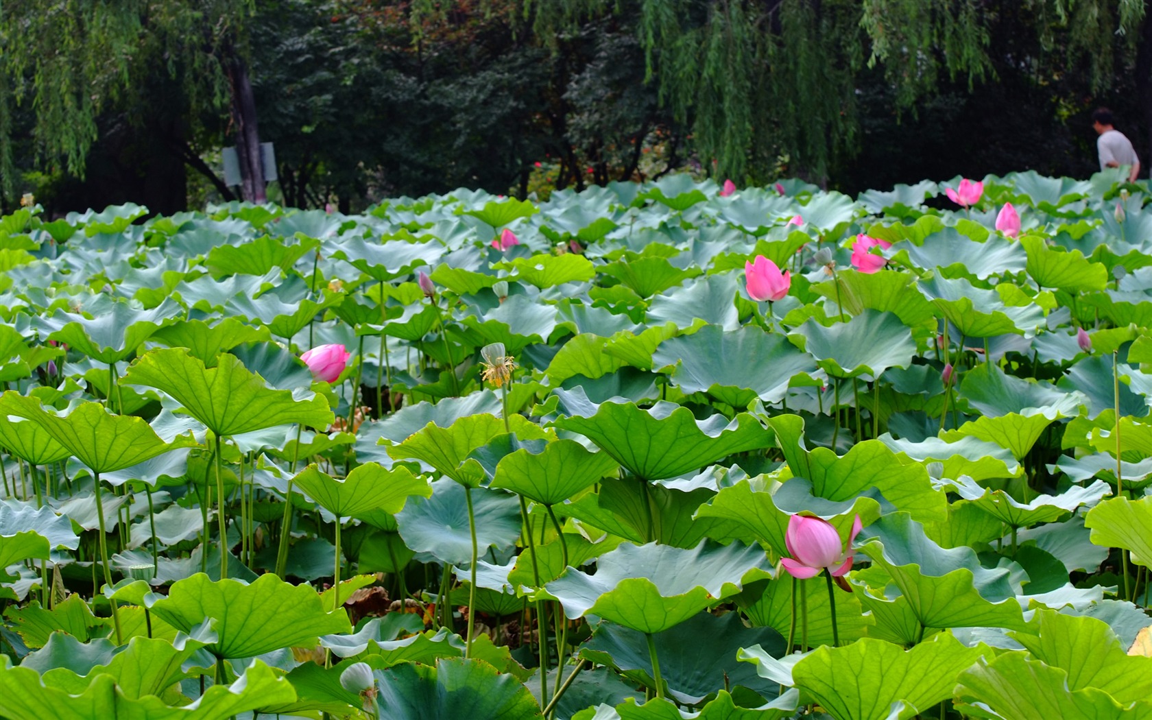Rose Zahrada Lotus (prutu práce) #10 - 1680x1050