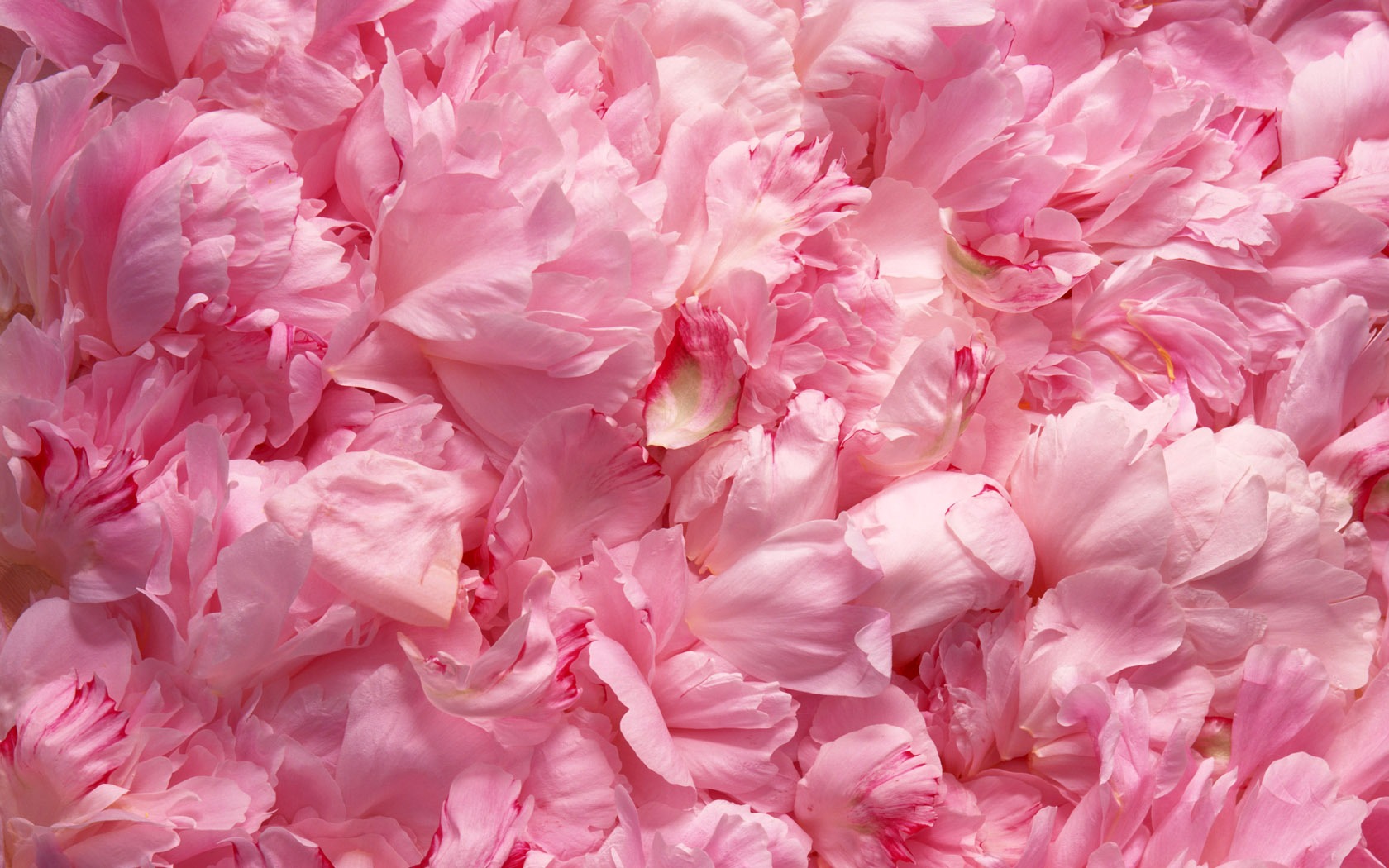 1680 flowers green leaf background wallpaper (1) #19 - 1680x1050