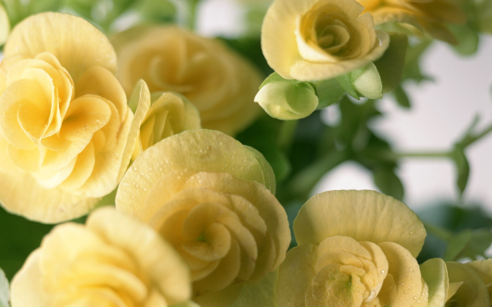 1680 flowers green leaf background wallpaper (2) #9 - 1680x1050