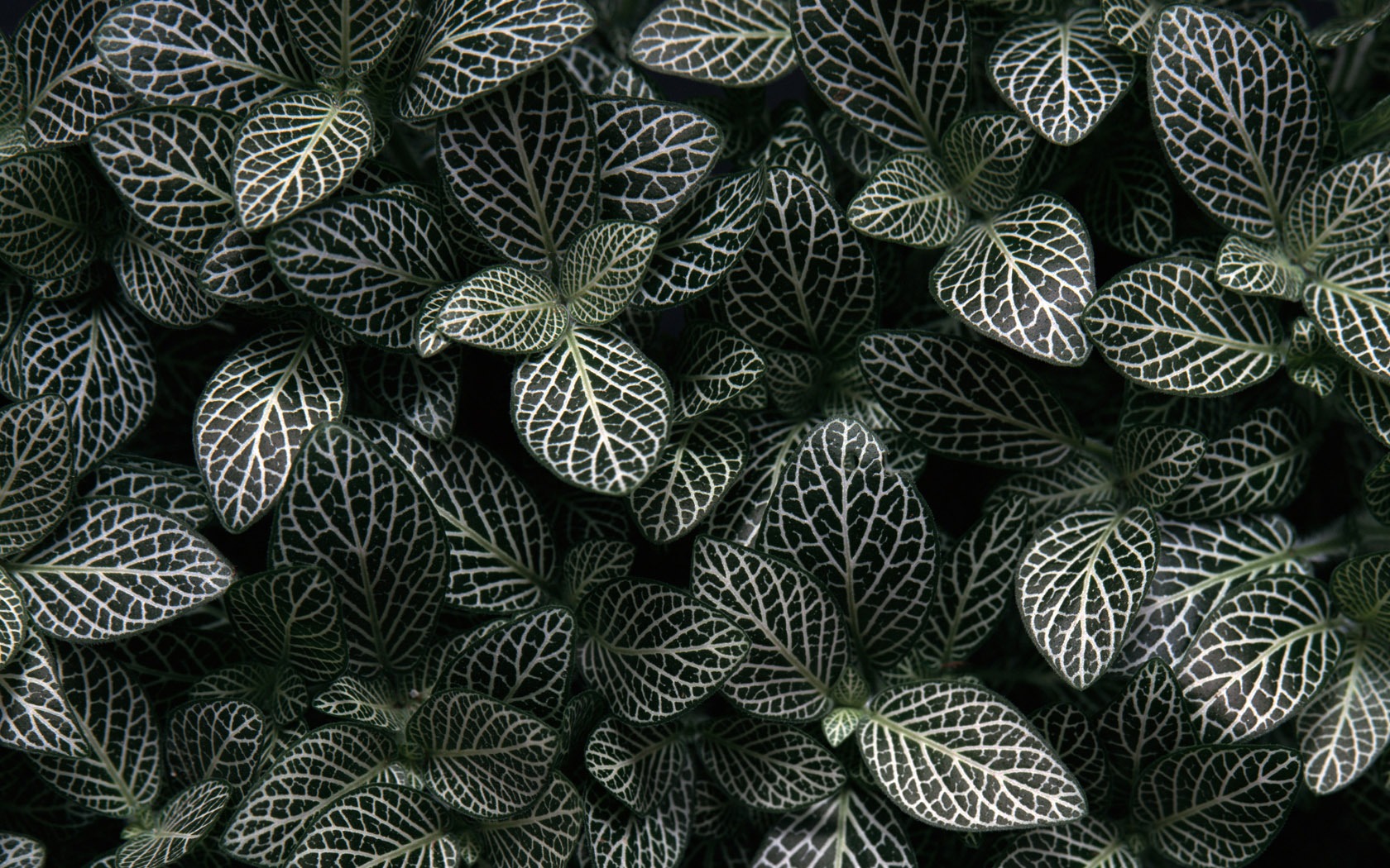 1680 꽃 녹색 잎 배경 벽지 (3) #3 - 1680x1050