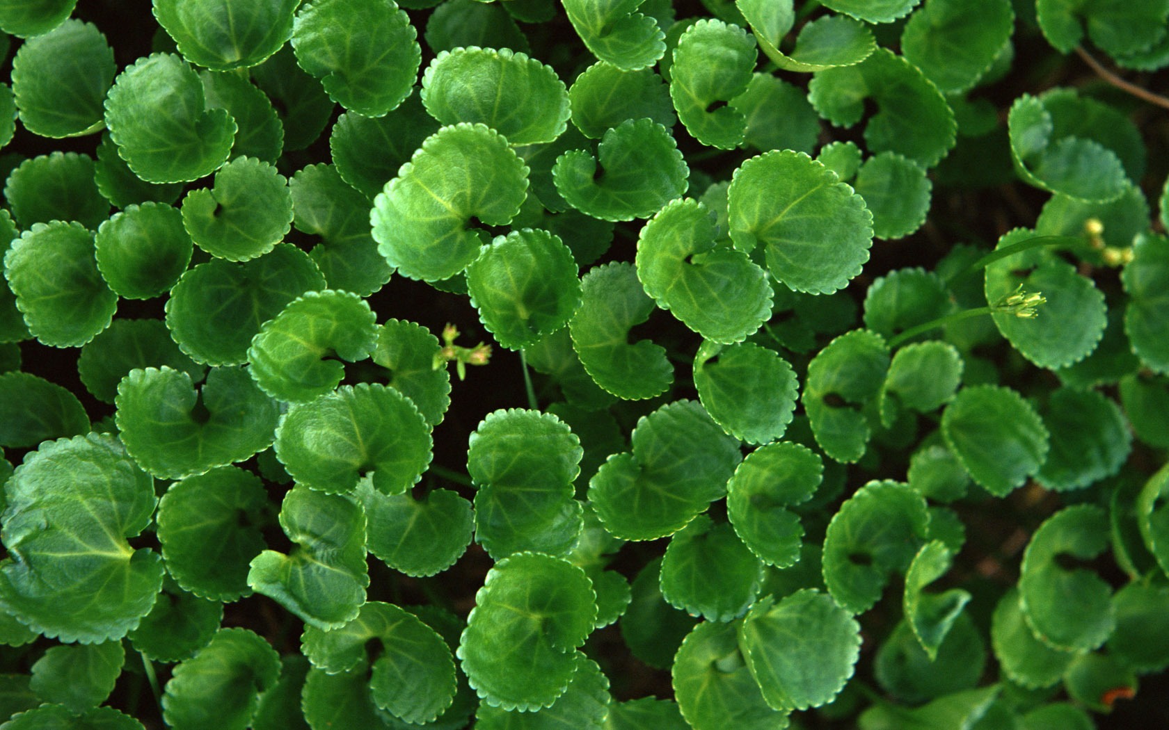 1680 꽃 녹색 잎 배경 벽지 (3) #6 - 1680x1050
