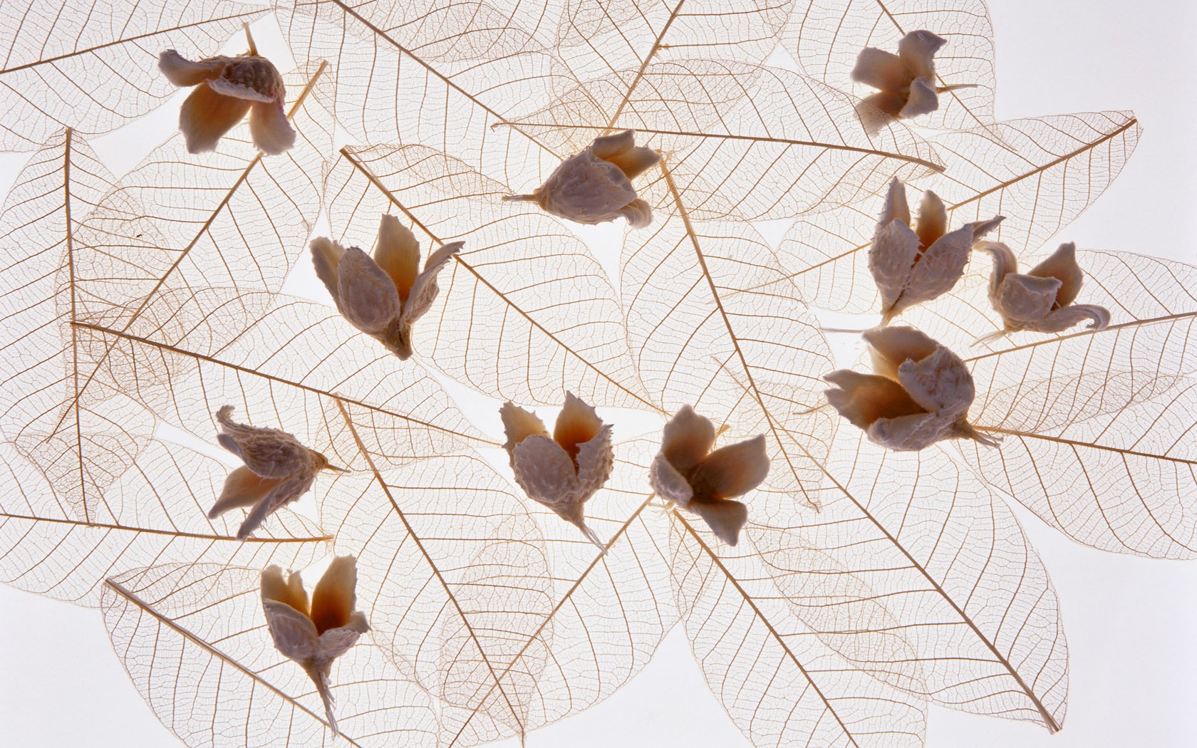 1680 flowers green leaf background wallpaper (5) #10 - 1680x1050