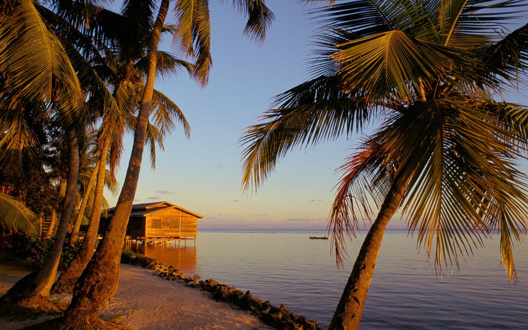 Palm tree sunset wallpaper (1) #11 - 1680x1050