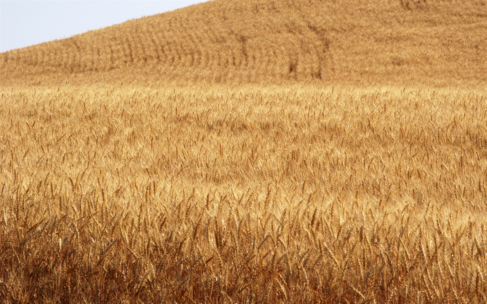 Fond d'écran du blé (3) #5 - 1680x1050