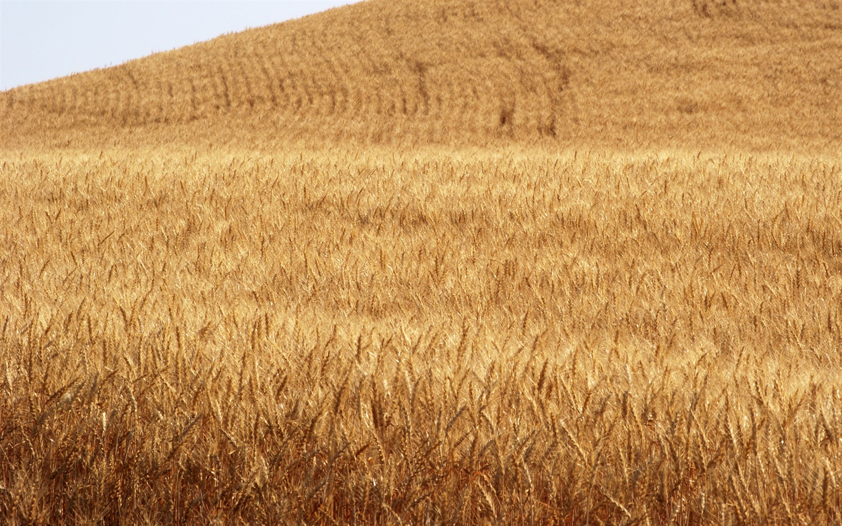 Wheat wallpaper (3) #5 - 1680x1050