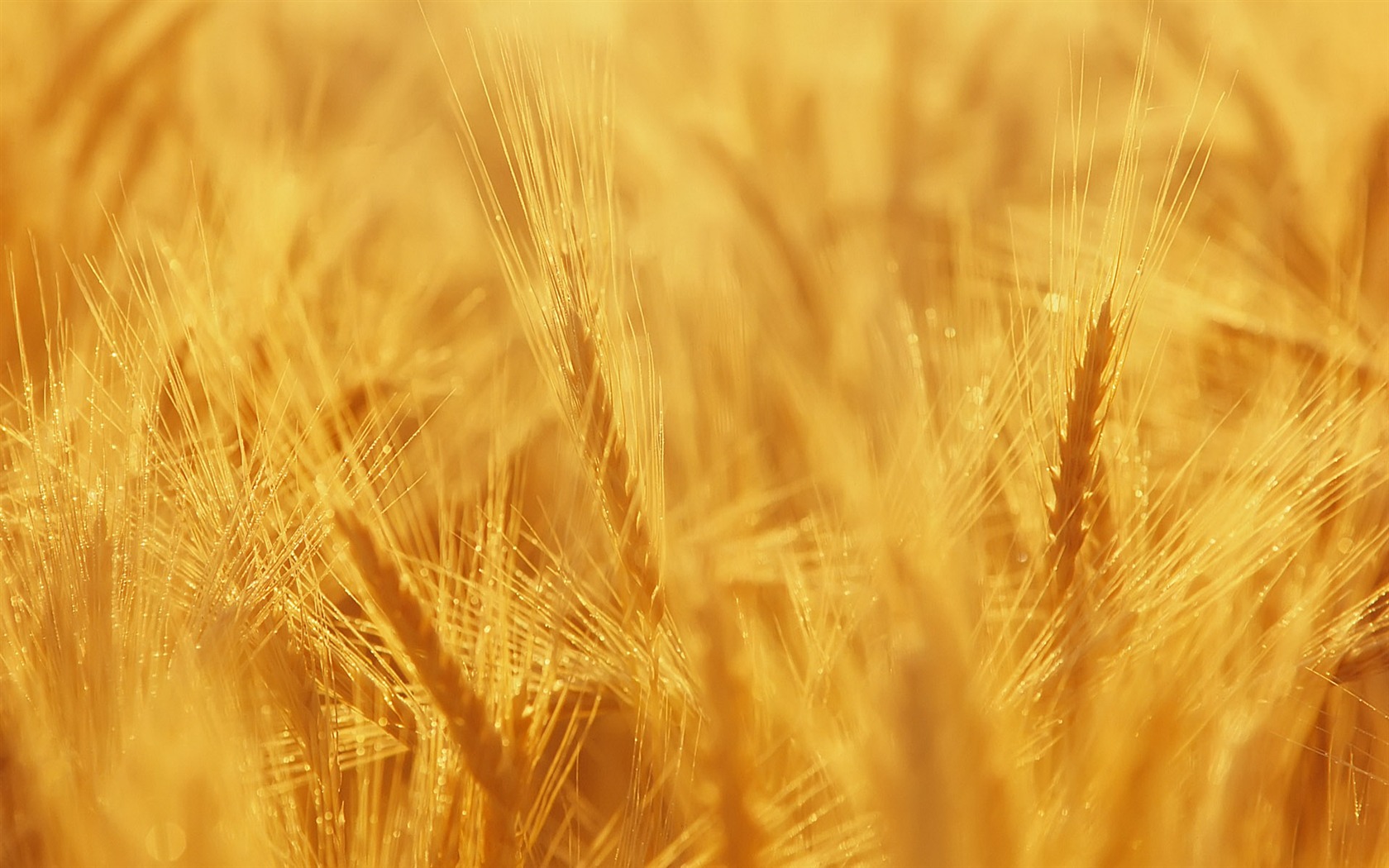 Wheat wallpaper (3) #8 - 1680x1050