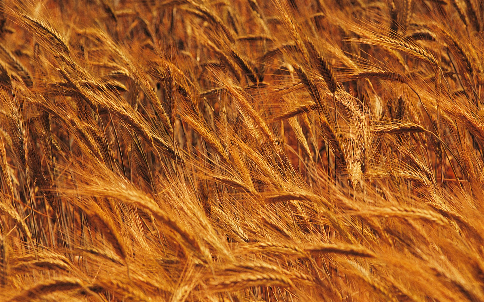 Wheat wallpaper (4) #4 - 1680x1050