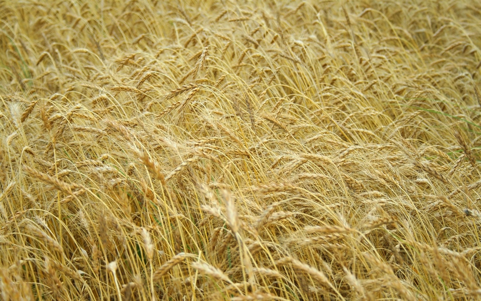 Wheat wallpaper (4) #17 - 1680x1050