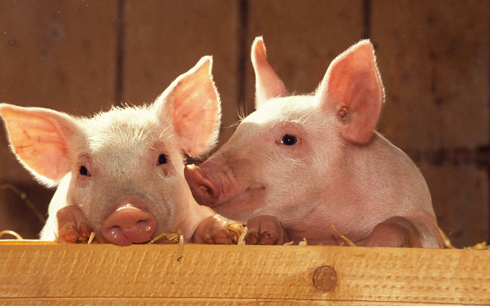 Animal Widescreen Wallpapers Collection (9) #6 - 1680x1050